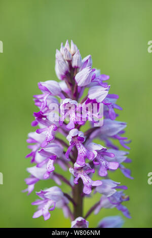 Orchidea militare (Orchis militaris) fiore, Buckinghamshire, Inghilterra, Regno Unito, maggio. Foto Stock