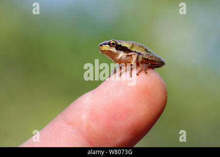 Mediterraneo raganella (Hyla meridionalis) capretti, su un dito umano, Var, Provenza, Francia, giugno. Foto Stock