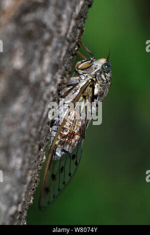 Cicala (Cicala orni) poggiante su un tronco, Var, Provenza, Francia, Luglio Foto Stock