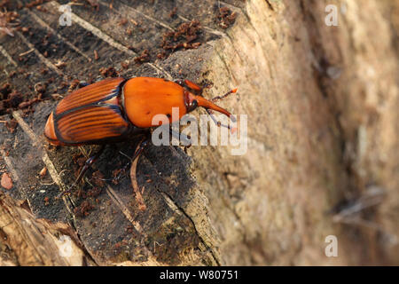 Rosso curculione palm (Rhynchophorus ferrugineus) maschio su legno, Var, Provenza, Francia Foto Stock