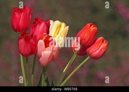 Mazzo di tulipani coltivati (Tulipa sp) Carqueiranne, Var, Provenza, in Francia, in marzo. Foto Stock