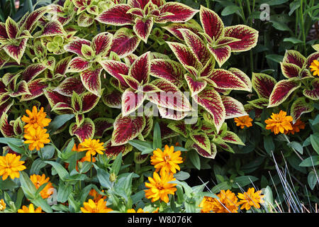 Variegata di foglie della pianta Coleus (Plectranthus scutellarioides) e Tagete Tagetes (sp) fiori in un giardino botanico, Var, Francia, Provenza, Luglio. Foto Stock