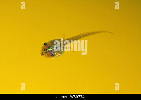 Mediterraneo raganella (Hyla meridionalis) girino subacquea, Tolone, Var, Provenza, Francia, giugno. Foto Stock