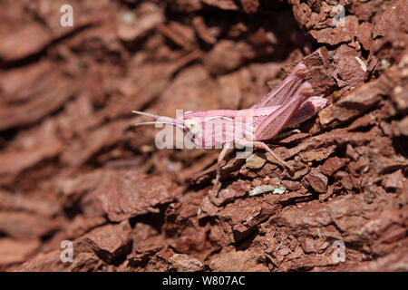 Bow winged grasshopper (Chortippus biguttulus) rose morph capretti, sulla roccia, Gorge di Daluis, alpi marittime, Francia, Agosto Foto Stock