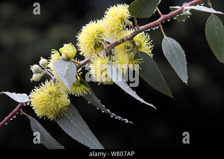 Fiume gomma rossa (Eucalyptus camaldulensis) le foglie e i fiori sotto la pioggia, nel giardino botanico di Bormes les Mimosas, Var, Francia, gennaio. Foto Stock