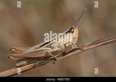 Grande Oro grasshopper (Chrysochraon dispar) sull'erba, Var, Provenza, Francia, settembre. Foto Stock