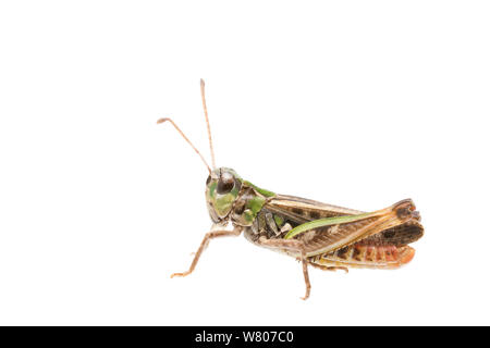 Chiazzato grasshopper (Myrmeleotettix maculatus) maschio, nei Paesi Bassi, in luglio. Progetto Meetyourneighbors.net Foto Stock