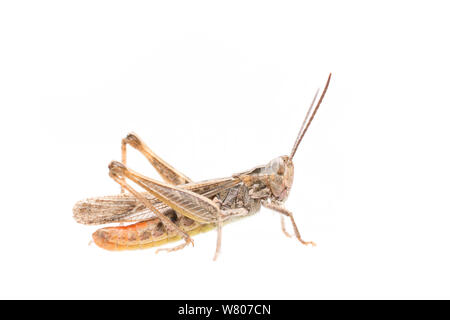 Campo comune grasshopper (Chorthippus brunneus) maschio, Paesi Bassi, Agosto. Progetto Meetyourneighbors.net Foto Stock