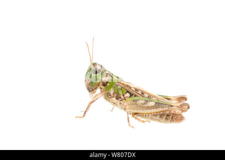 Chiazzato grasshopper (Myrmeleotettix maculatus) femmina, nei Paesi Bassi, in luglio. Progetto Meetyourneighbors.net Foto Stock