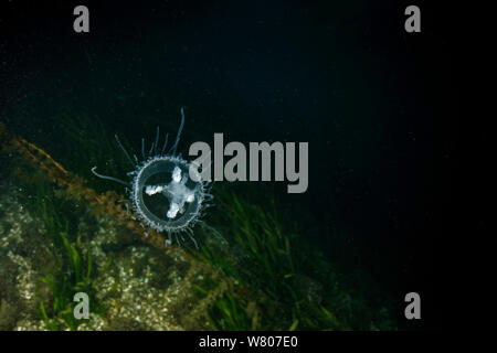 Meduse di acqua dolce (Craspedacusta sowerbii) lago di Lugano, Ticino, Svizzera. Agosto. Specie invasive. Foto Stock