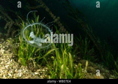 Meduse di acqua dolce (Craspedacusta sowerbii) lago di Lugano, Ticino, Svizzera. Agosto. Specie invasive. Foto Stock