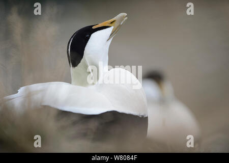 Eider maschio anatre (Somateria mollissima) visualizzazione a Longyearbyen, Svalbard, Norvegia. Giugno. Foto Stock