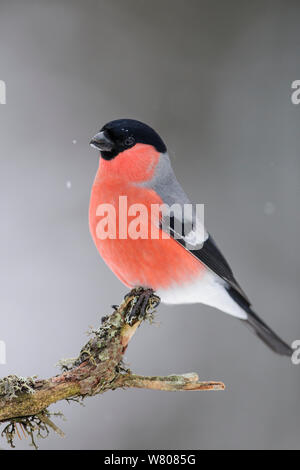 Bullfinch maschio (Pyrrhula pyrrhula) su un lichene ramo coperti in deboli nevicate, Vorumaa, Estonia, Gennaio 2011. Foto Stock