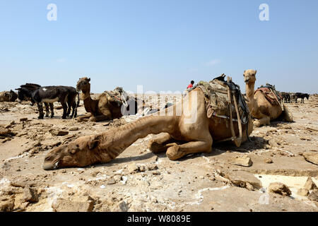 Caravan di appoggio di dromedario cammelli (Camelus dromedarius) in attesa per il trasporto dei blocchi di sale, dal Lago di assale, Danakil depressione, regione di Afar, Etiopia, marzo 2015. Foto Stock