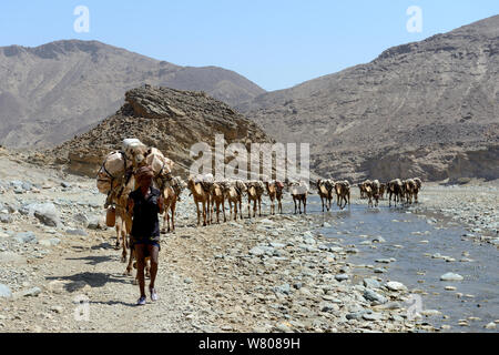 Sale roulotte composta da centinaia di dromedario cammelli (Camelus dromedarius) e loro gli estrattori di sale di trasporto lastre tagliate da Salt Lake assale, a Mekele mercato, Saba Canyon, Danakil depressione, regione di Afar, Etiopia, marzo 2015. Foto Stock