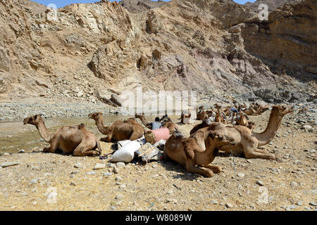 Caravan dromedario cammelli (Camelus dromedarius) e loro estrattori in corrispondenza di un punto di appoggio, Saba Canyon. Il trasporto di sale dalle miniere di sale del lago di assale a Mekele mercato, Danakil depressione, regione di Afar, Etiopia, marzo 2015. Foto Stock