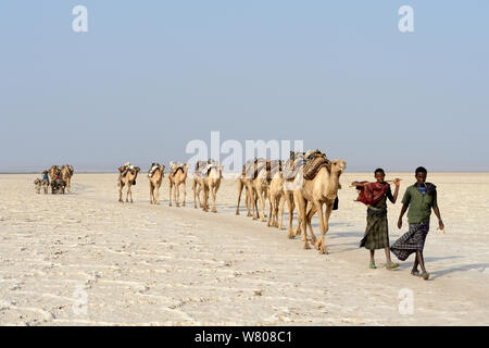 Sale roulotte composta da centinaia di dromedario cammelli (Camelus dromedarius) e loro gli estrattori di sale di trasporto lastre tagliate da Salt Lake Assale per il mercato Mekele, Danakil depressione, regione di Afar, Etiopia, marzo 2015. Foto Stock