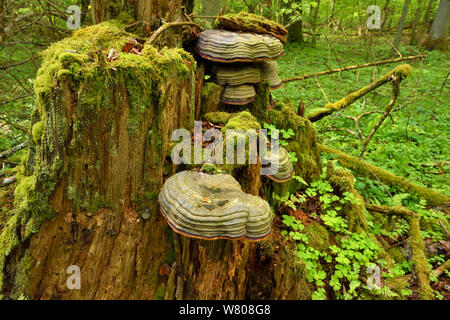 Zoccolo tinder fungo (Fomes fomentarius) nella vecchia boschi misti di conifere e latifoglie foresta, Punia riserva forestale, Lituania, maggio. Foto Stock