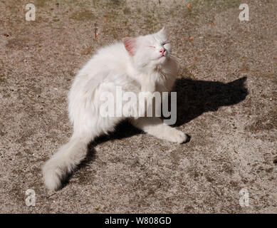 Una giovane gattino bianco si graffia. N.E. Italia Foto Stock