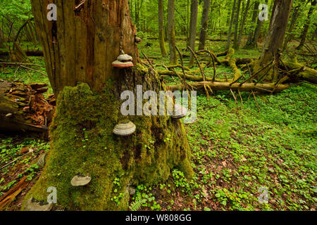 Zoccolo tinder fungo (Fomes fomentarius) nella vecchia boschi misti di conifere e latifoglie foresta, Punia riserva forestale, Lituania, maggio. Foto Stock