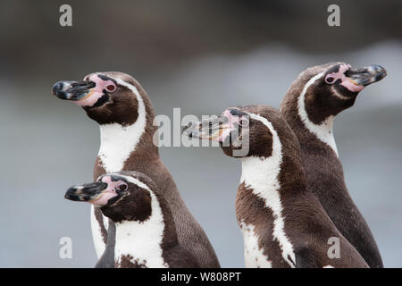 I pinguini Humboldt (Spheniscus Humboldti) gruppo di quattro, Punta riserva Coles, Perù. Foto Stock