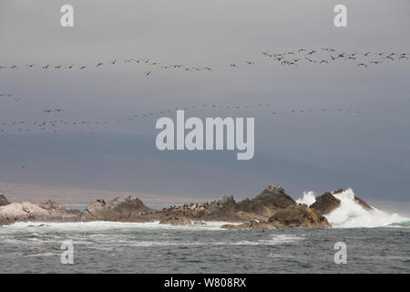 Guanay cormorano (Phalacrocorax bougainvilli) gregge sorvolano American Fur guarnizioni (Arctocephalus australis) di appoggio, Perù. Foto Stock