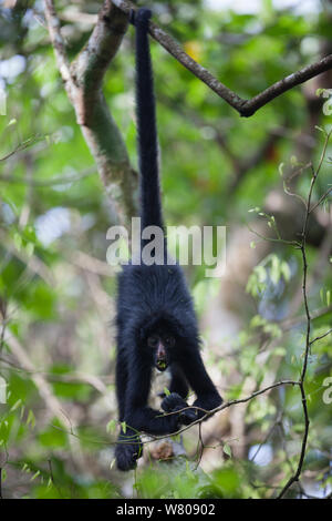 Chamec spider monkey (Ateles chamek) appeso a testa in giù dalla coda, Ikamaperou Santuario, Amazon, Perù. Foto Stock
