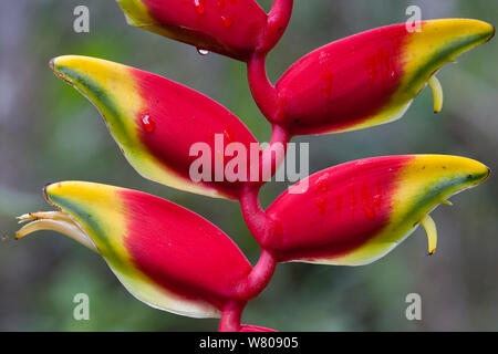 Fiore Heleconia (Heliconia rostrata) Amazon, Perù. Foto Stock