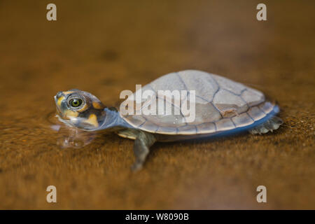 South American river turtle (Podocnemis expansa) Pacaya-Samiria riserva nazionale, Amazon, Perù. Foto Stock