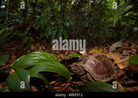 Marrone birmano tartaruga (Manouria emys) nella foresta pluviale tropicale, Gunung Leuser National Park, Indonesia. Foto Stock