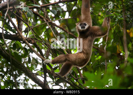 Lar gibbone (Hylobates lar)utilizzando bracci di oscillare attraverso gli alberi, Gunung Leuser NP, Sumatra, Indonesia. Foto Stock