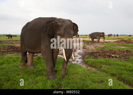 Elefanti asiatici (Elephas maximus). A causa della deforestazione vi è oltre la popolazione di elefanti nella foresta rimanente. Pertanto il governo indonesiano stanno catturando e addomesticare questi elefanti. Modo Kambas National Park, Sumatra, Indonesia. Foto Stock