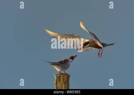 Mignattino piombato Chlidonias (hybridaa) alimentazione dei giovani, Breton Marsh, Vendee, Francia, Luglio Foto Stock