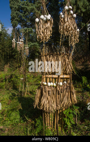 Apatani area sacrificale utilizzata per cerimonie o da uno sciamano, tribù Apatani, Ziro Valle, foothills dell'Himalaya, Arunachal Pradesh, India Nordorientale, novembre 2014. Foto Stock