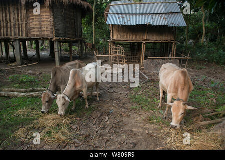 Bestiame al pascolo fuori sollevato combinavano case, Majuli Island, fiume Brahmaputra, Assam, nord-est dell India, ottobre 2014. Foto Stock