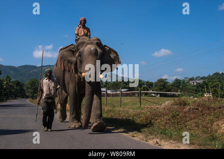 Naga tribù mahouts domestico con elefante Asiatico (Elephas maximus) utilizzati per il trasporto di tronchi, Nagaland, nord-est dell India, ottobre 2014. Foto Stock