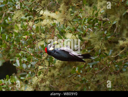 Acorn woodpecker (Melanerpes formicivorus), femmina si aggrappa capovolto in Costa live oak (Quercus agrifolia) per raccogliere un parco naturale de los alcornocales Bear Valley Trail, punto Reyes, California, Stati Uniti d'America. Ottobre 2014. Foto Stock