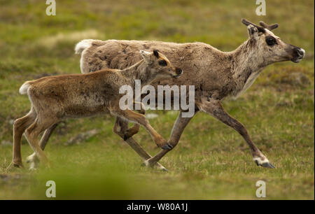 Renne (Rangifer tarandus) madre e del polpaccio, Laponia Area del Patrimonio Mondiale, Lapponia, Svezia, Luglio. Foto Stock
