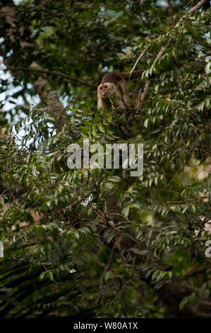 Cuneo-capped / piangendo cappuccino (Cebus olivaceus) nella struttura ad albero della foresta pluviale, spuntavano lingua. Riserva Iwokrama, Guyana. Foto Stock