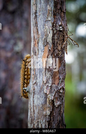 Caterpillar con il gigante mosquito su un ramo di albero Foto Stock