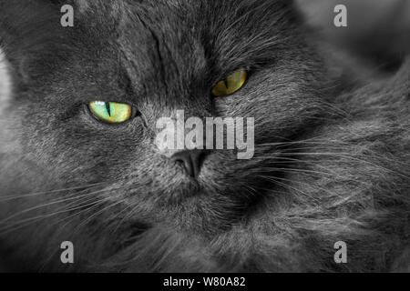 Viso e Testa di capelli lunghi blu Britannico gatto - immagine monocromatica con colorfull occhi Foto Stock