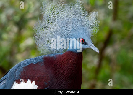 Sclater coronato di piccione (Goura sclaterii) terrestre nativo di piccione al sud le foreste di pianura della Nuova Guinea Foto Stock