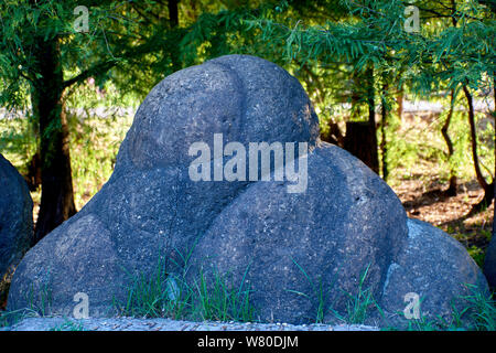 Ammonita pietrificato, che assomiglia a un residente straniero, contro lo sfondo della foresta Foto Stock