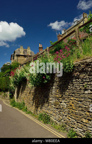 Rosso (valeriana centranthus ruber) in rosa e bianco forma crescente in un antico muro di pietra a Malmesbury, Wiltshire. Foto Stock