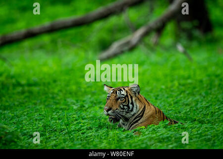 In una serata safari per zona di buffer durante la stagione dei monsoni un bello e selvaggio tigre maschio (panthera tigris) avvistato a sfondo verde a Ranthambore Foto Stock