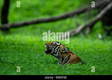 In una serata safari per zona di buffer durante la stagione dei monsoni un bello e selvaggio tigre maschio (panthera tigris) avvistato a sfondo verde a Ranthambore Foto Stock