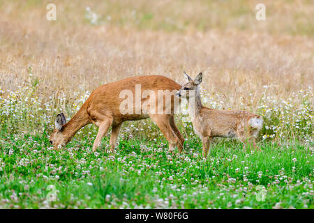 Capriolo doe con capretta Foto Stock