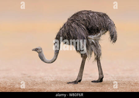 Struzzo a piena lunghezza isolati su arancio pallido backgrouind Foto Stock