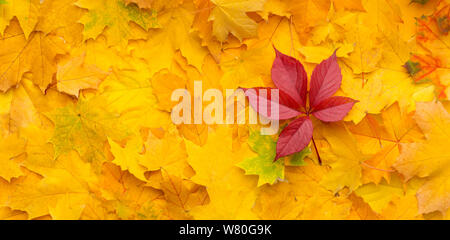 Autunno sfondo giallo con foglie di acero e uno rosso Foto Stock