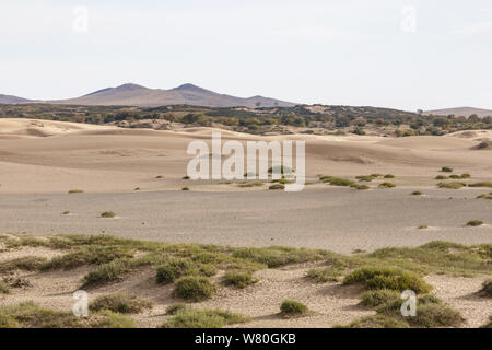 Le dune di sabbia in Khogno Khan national park, Mongolia. Foto Stock